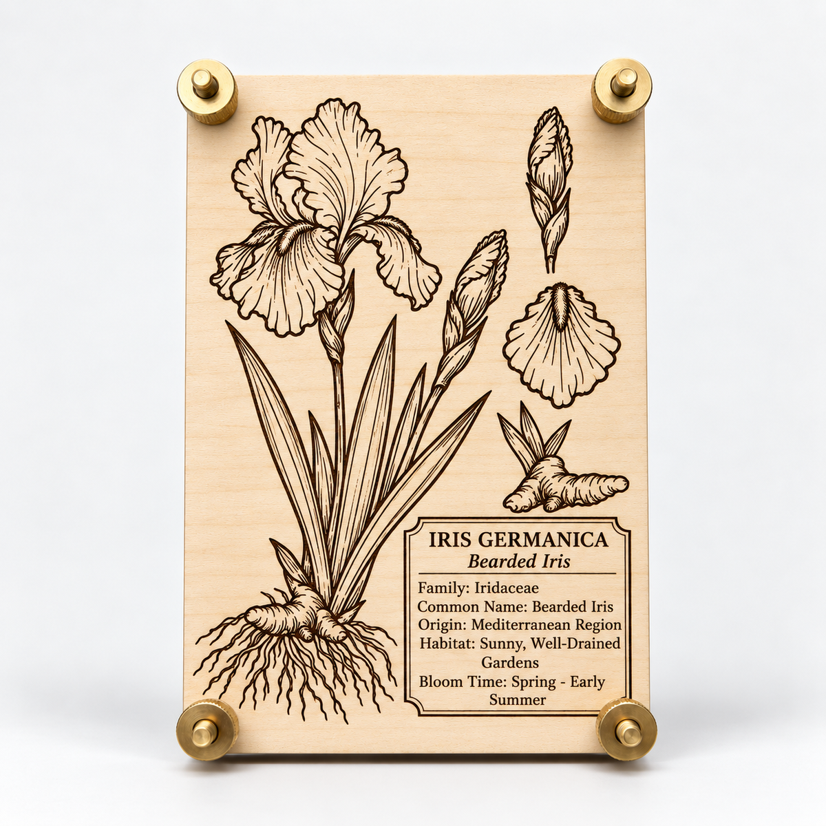 Bearded Iris botanical specimen flower press engraved with Iris Germanica artwork on light maple wood with brass hardware.