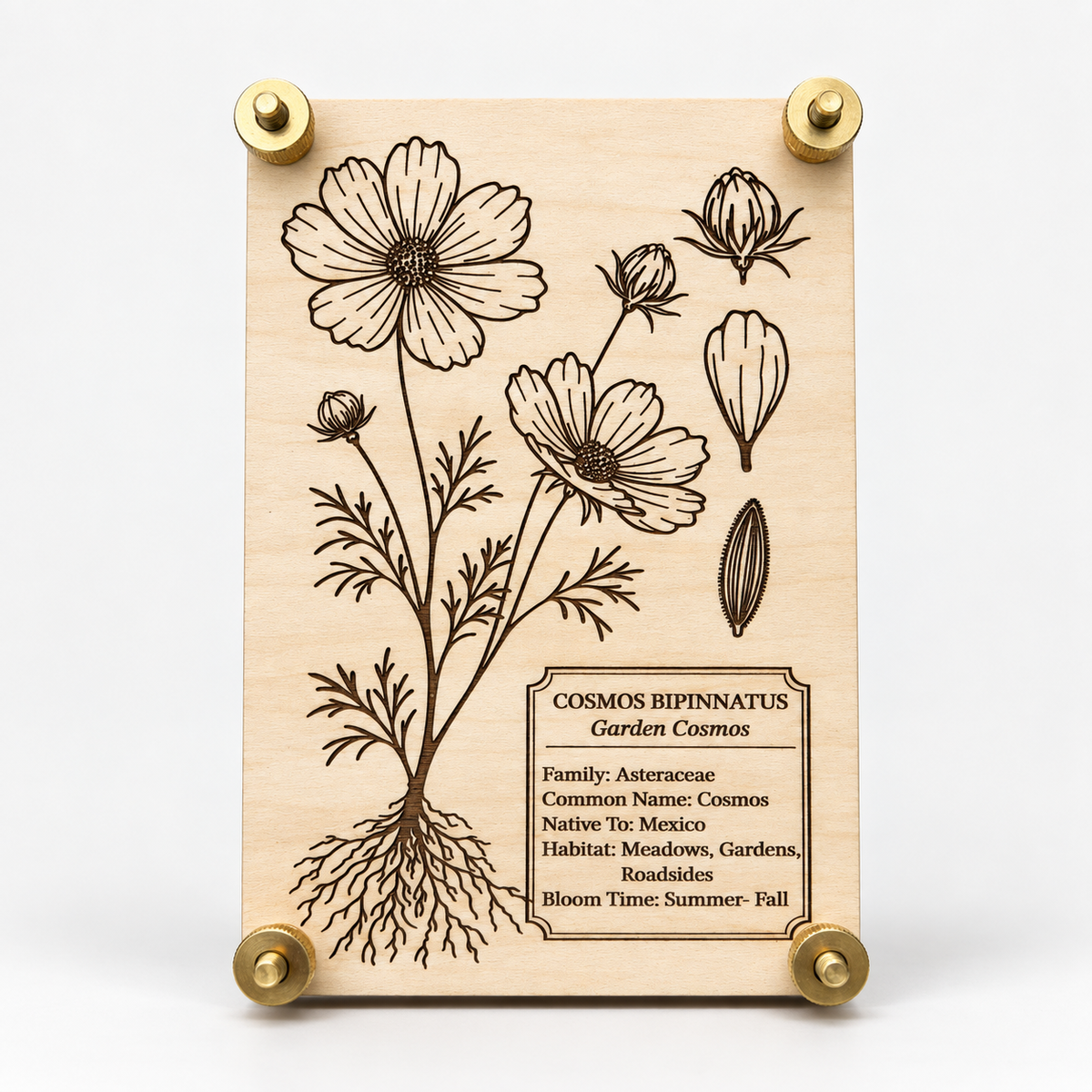 Cosmos flower press featuring a detailed botanical engraving of Cosmos bipinnatus on natural maple wood, finished with brass hardware. Shown standing upright at a slight angle to display the layered press construction and engraved floral design.